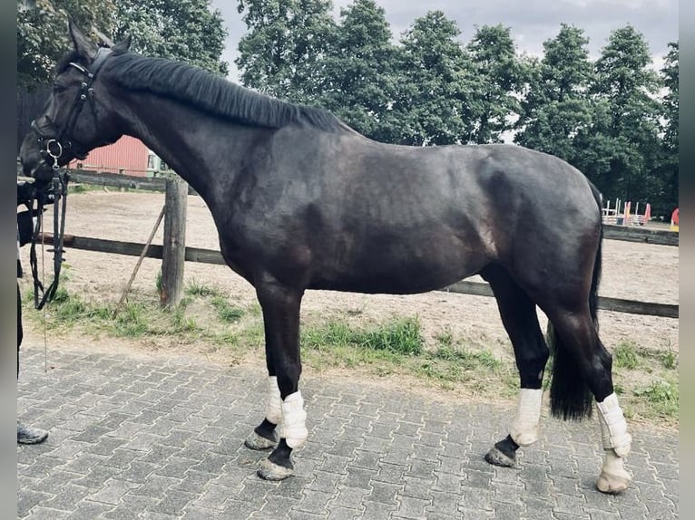 Oldenburger Ruin 7 Jaar 176 cm Zwartbruin in Düsseldorf