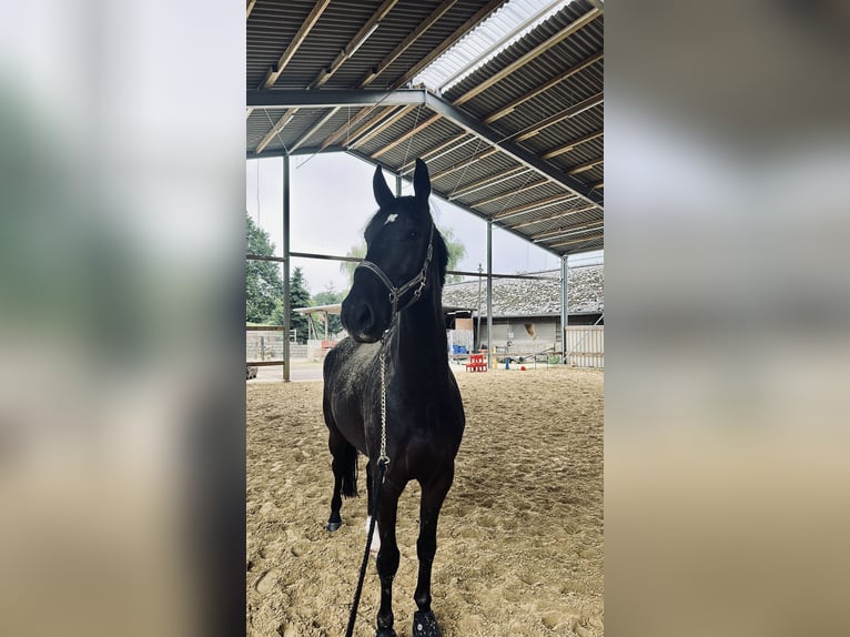 Oldenburger Ruin 7 Jaar 176 cm Zwartbruin in Düsseldorf