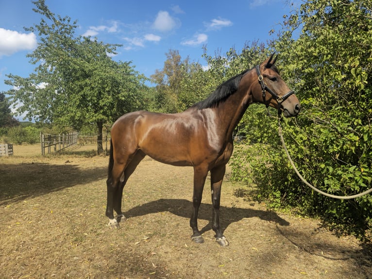 Oldenburger Ruin 7 Jaar 177 cm Donkerbruin in Ohain