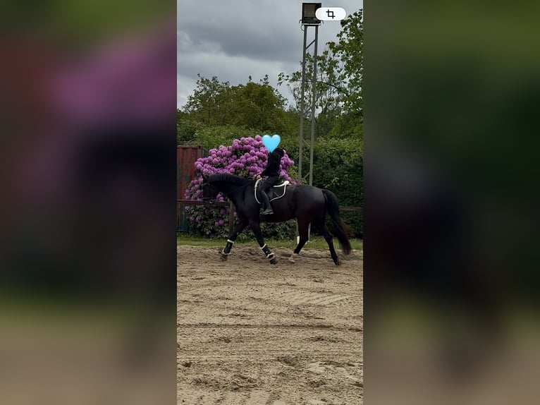 Oldenburger Ruin 7 Jaar 177 cm Zwartbruin in Düsseldorf