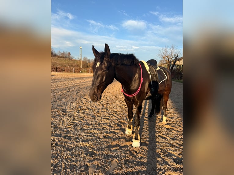 Oldenburger Ruin 7 Jaar 177 cm Zwartbruin in Düsseldorf