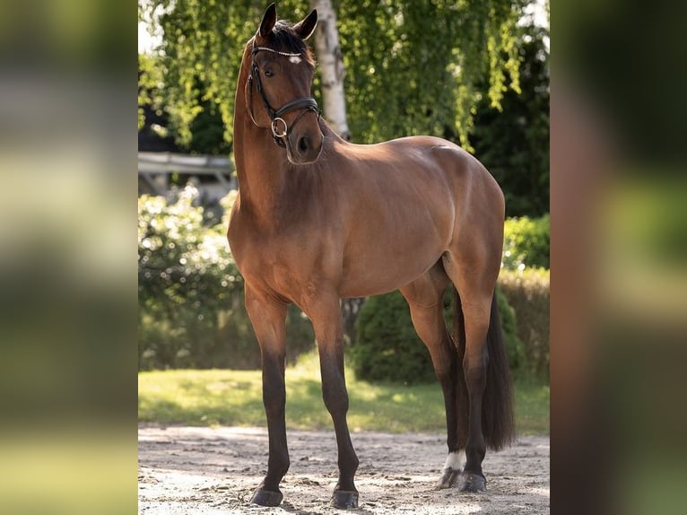 Oldenburger Ruin 7 Jaar 178 cm Donkerbruin in Hamburg