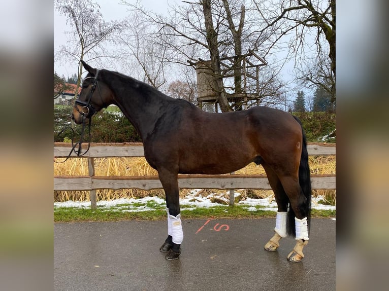 Oldenburger Ruin 7 Jaar 179 cm Donkerbruin in Argenbühl