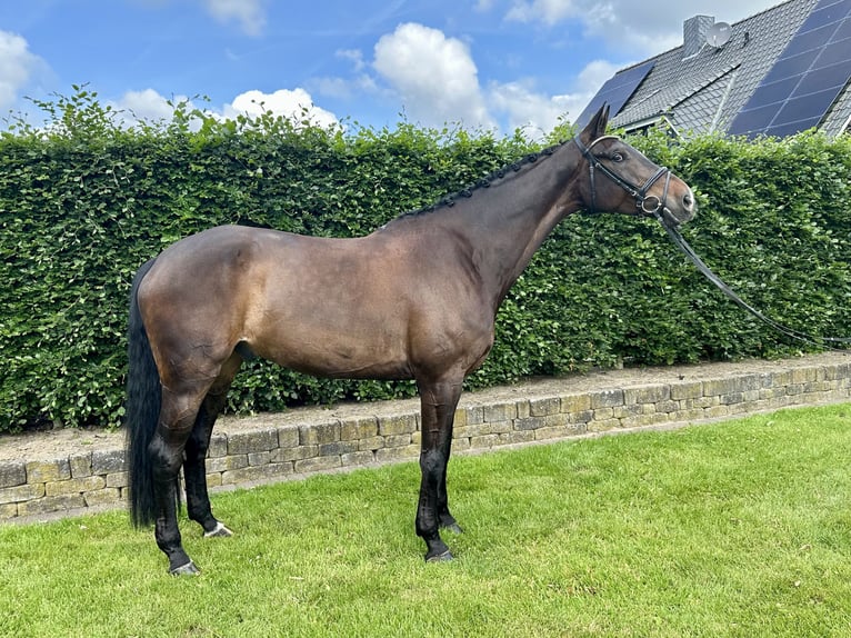 Oldenburger Ruin 7 Jaar 180 cm Zwartbruin in Visbek