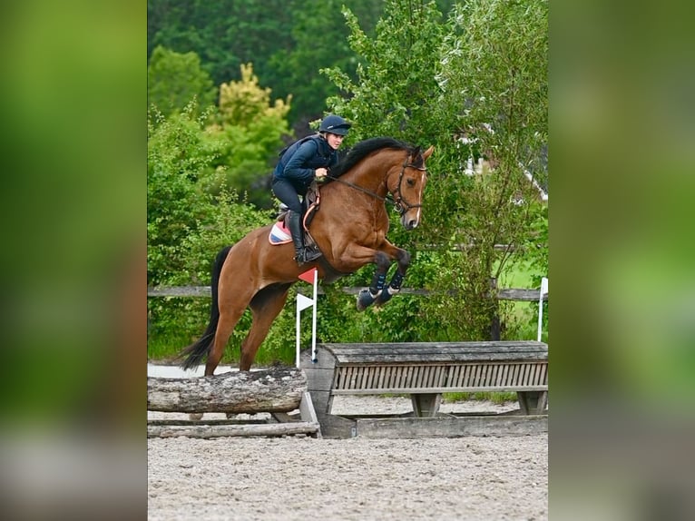 Oldenburger Ruin 7 Jaar 184 cm Bruin in Oosterstreek