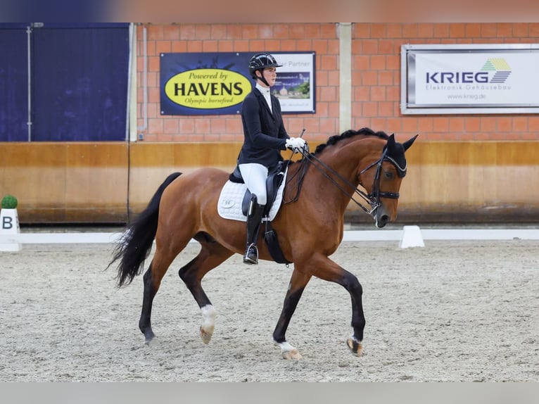 Oldenburger Ruin 7 Jaar 184 cm Bruin in Neuss