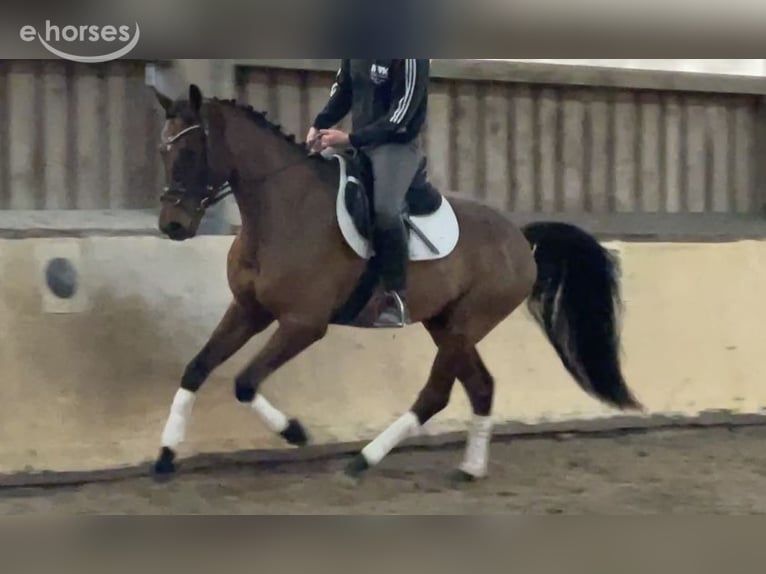 Oldenburger Ruin 8 Jaar 160 cm Bruin in Würzburg