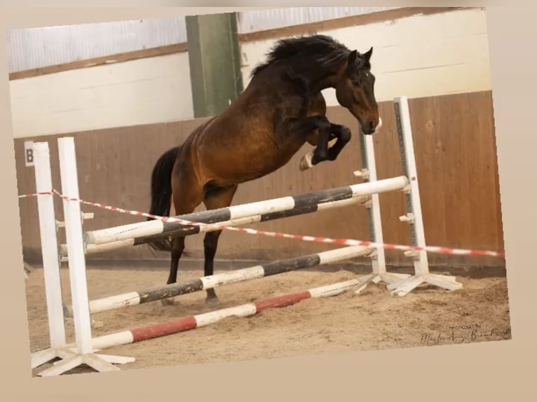 Oldenburger Mix Ruin 8 Jaar 161 cm Donkerbruin in Hohenfelde