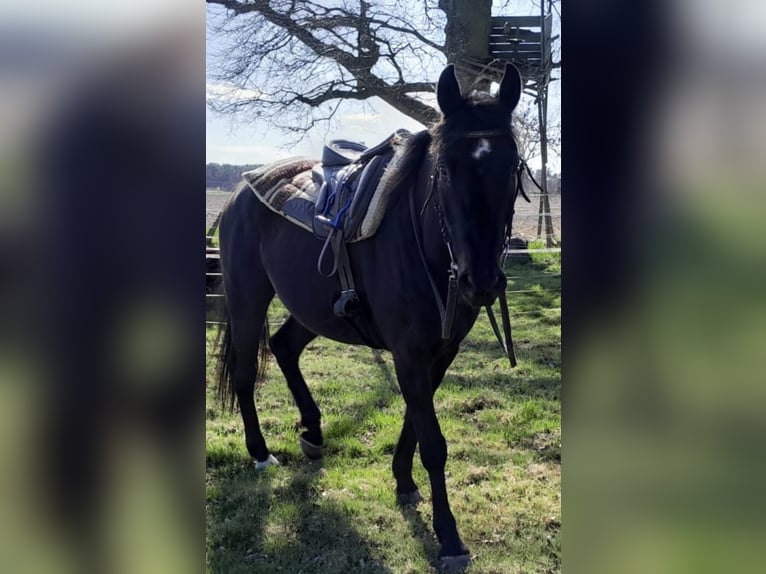 Oldenburger Ruin 8 Jaar 162 cm Donkerbruin in Neustadt am Rübenbergeneustadt