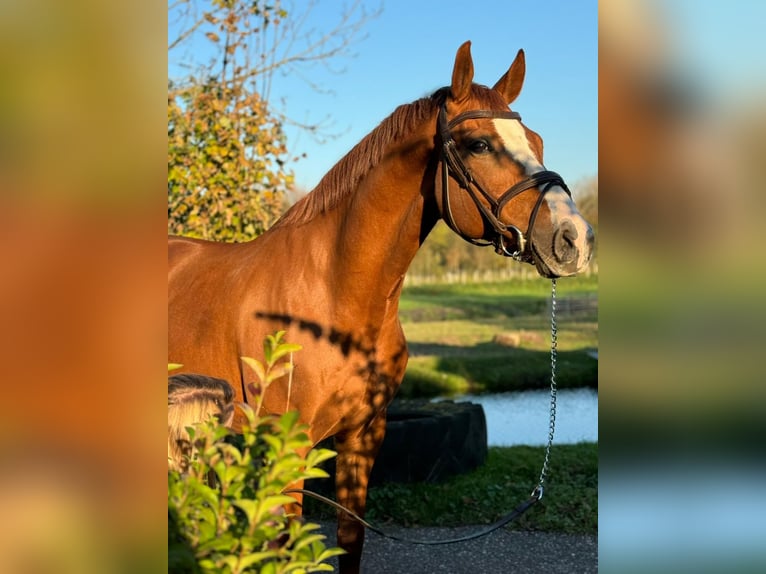 Oldenburger Ruin 8 Jaar 165 cm Vos in Noordwijkerhout