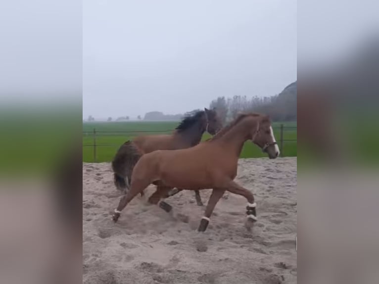 Oldenburger Ruin 8 Jaar 165 cm Vos in Noordwijkerhout