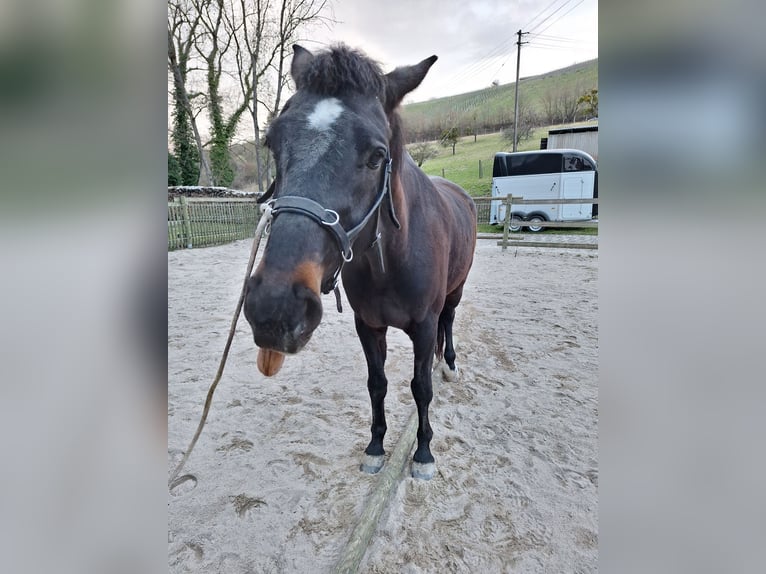 Oldenburger Ruin 8 Jaar 165 cm Zwartbruin in Löwenstein
