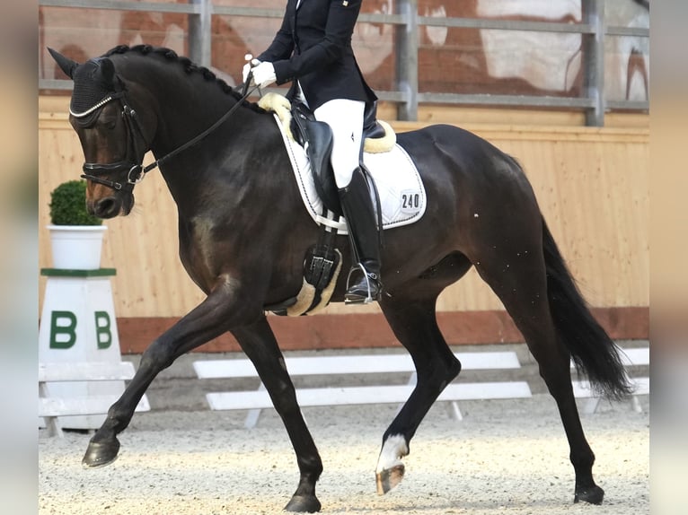 Oldenburger Ruin 8 Jaar 168 cm Donkerbruin in Hanstedt