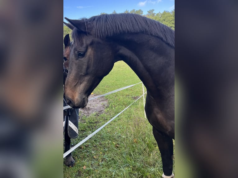 Oldenburger Ruin 8 Jaar 168 cm Donkerbruin in Hanstedt