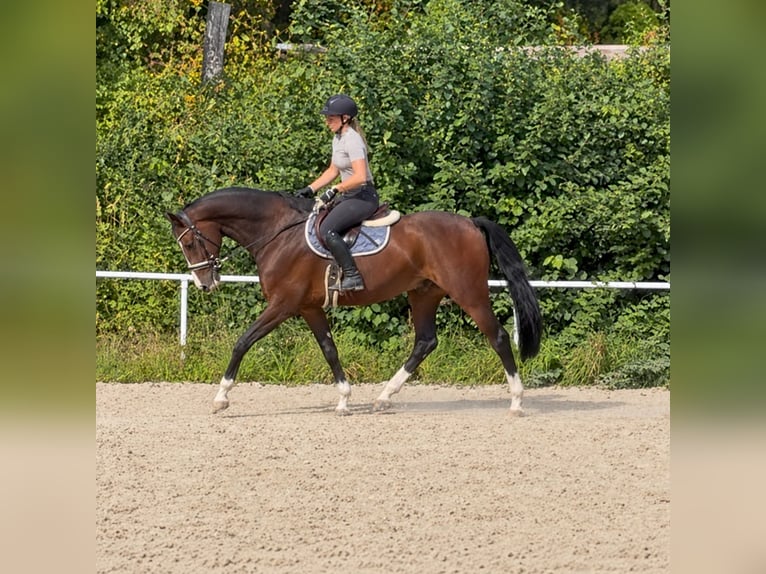 Oldenburger Ruin 8 Jaar 168 cm Donkerbruin in Davidschlag