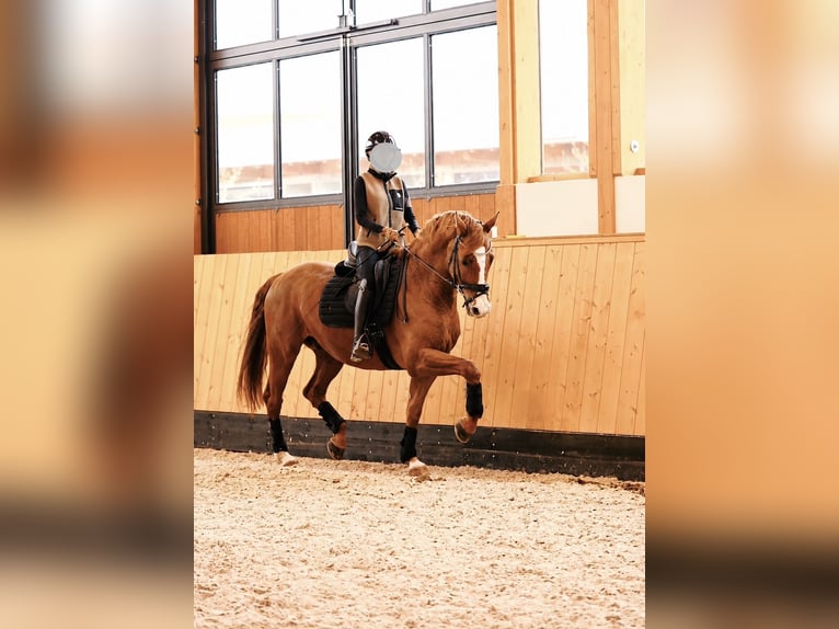 Oldenburger Ruin 8 Jaar 168 cm Vos in Zolling