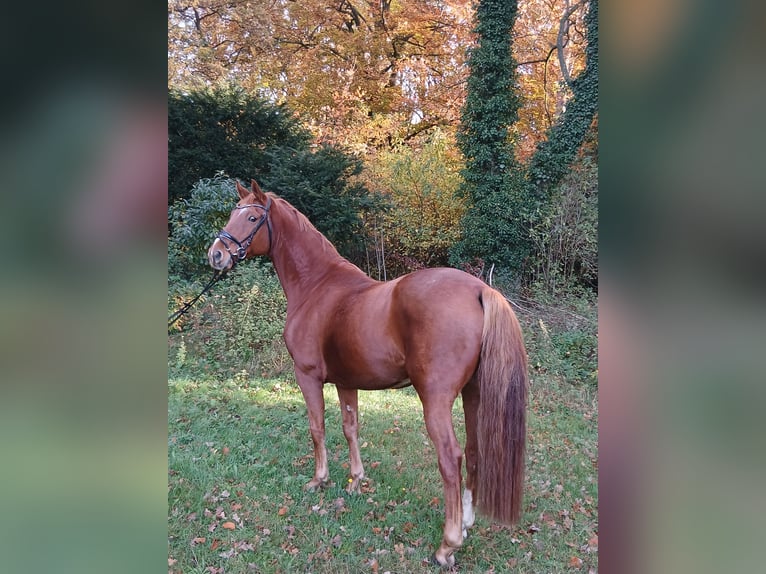 Oldenburger Ruin 8 Jaar 168 cm Vos in Barenburg