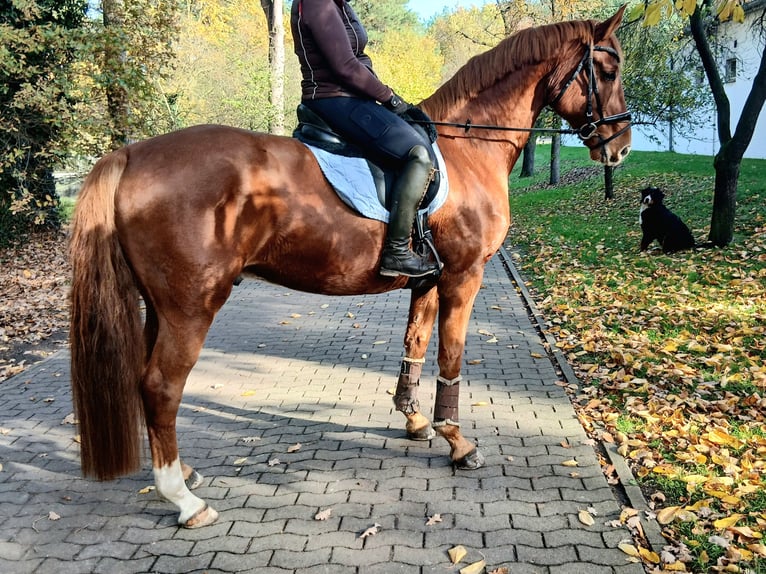 Oldenburger Ruin 8 Jaar 168 cm Vos in Kirchdorf