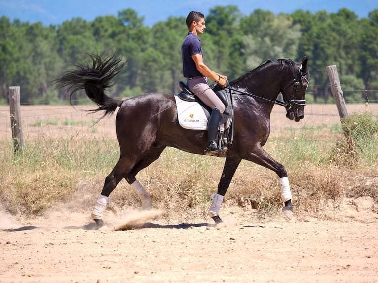 Oldenburger Ruin 8 Jaar 168 cm Zwart in Navas del madroño