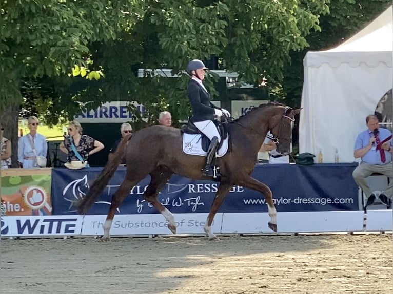 Oldenburger Ruin 8 Jaar 171 cm Donkere-vos in Hatten