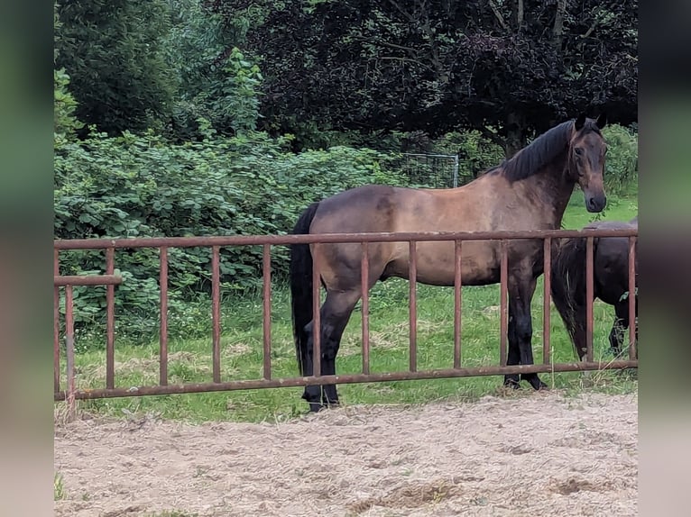 Oldenburger Ruin 8 Jaar 172 cm Zwart in Schönberg