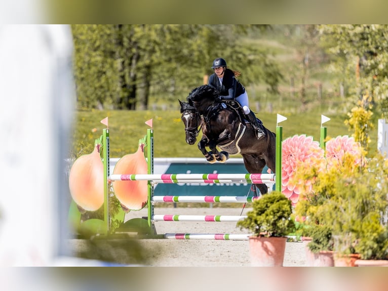 Oldenburger Ruin 8 Jaar 172 cm Zwart in Královice