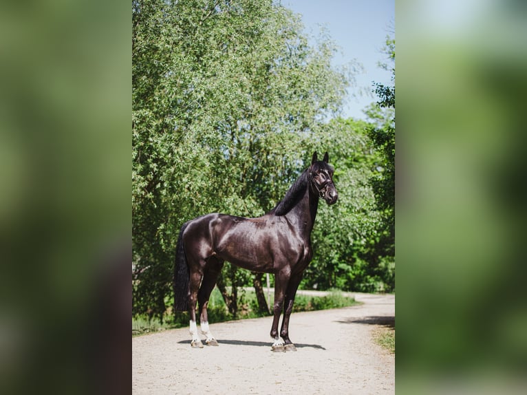 Oldenburger Ruin 8 Jaar 172 cm Zwart in Královice