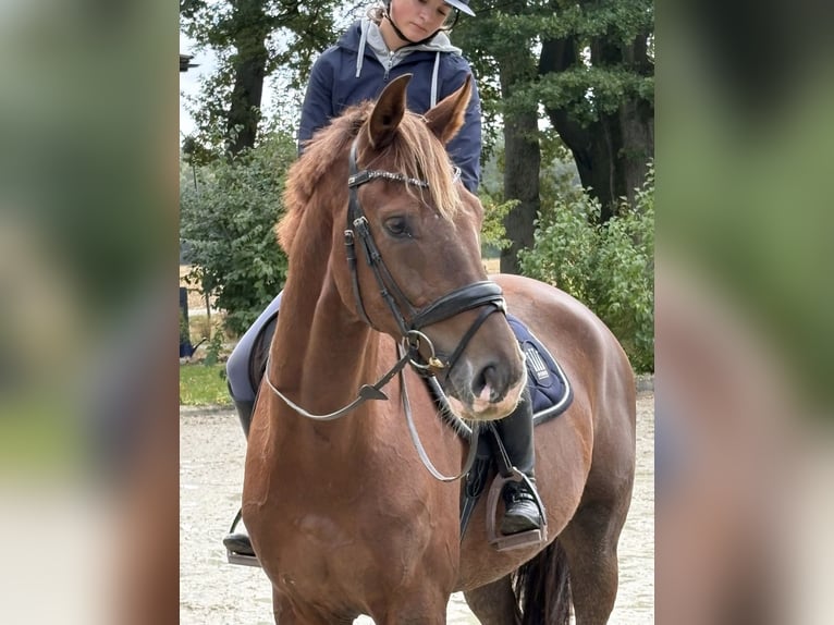 Oldenburger Ruin 8 Jaar 173 cm Donkere-vos in Munster