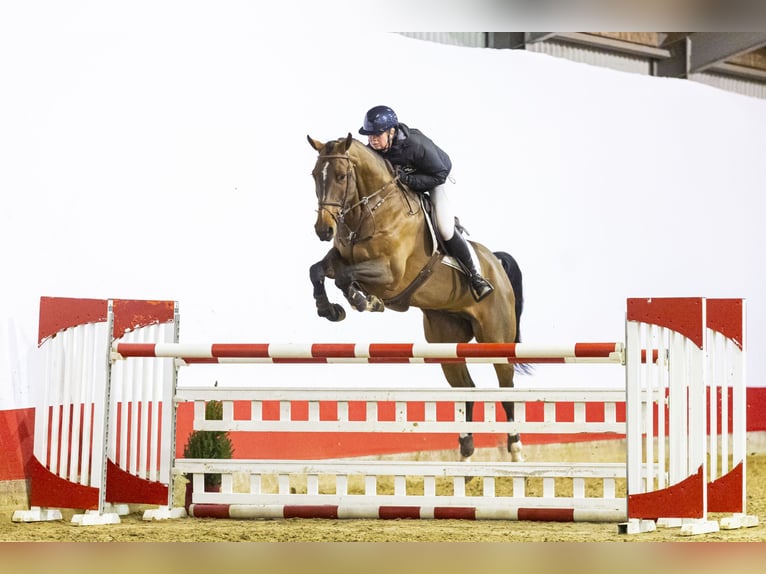 Oldenburger Ruin 8 Jaar 174 cm Bruin in Waddinxveen