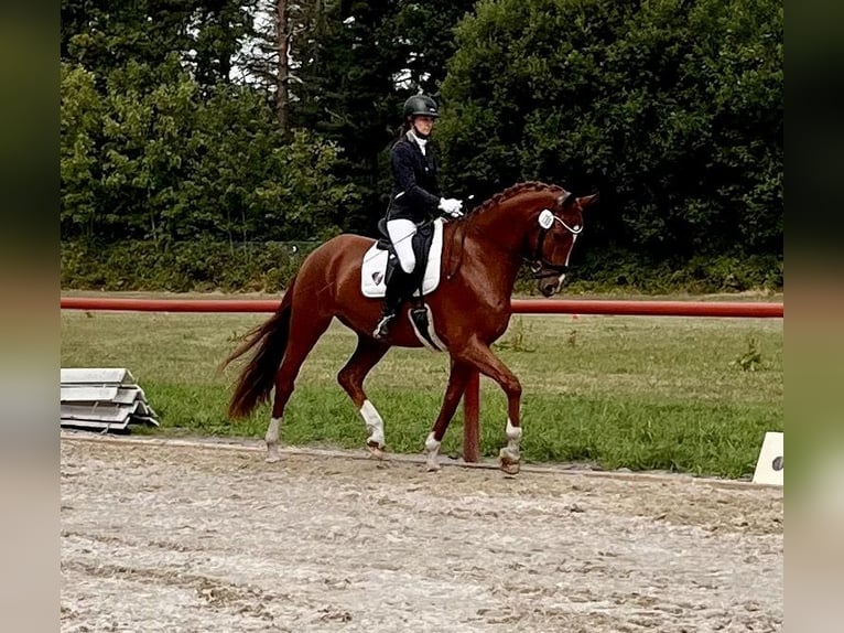 Oldenburger Ruin 8 Jaar 174 cm Vos in Bramsche