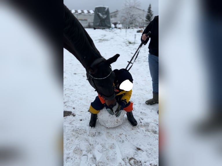 Oldenburger Ruin 8 Jaar 177 cm Donkerbruin in Worms