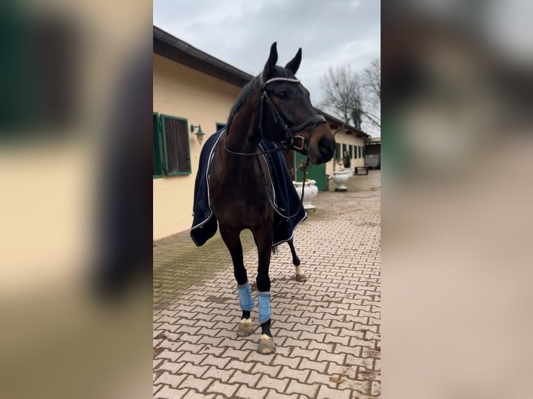 Oldenburger Ruin 8 Jaar 177 cm Donkerbruin in Worms