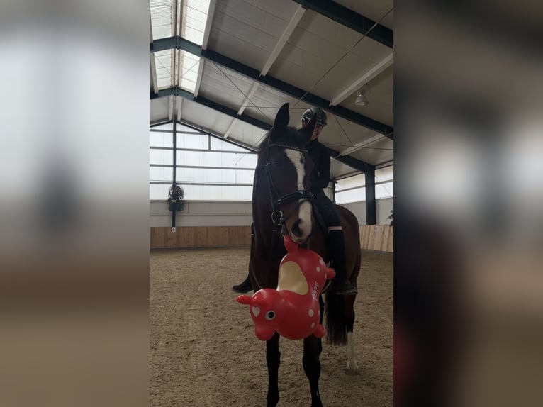 Oldenburger Ruin 8 Jaar 184 cm Bruin in München