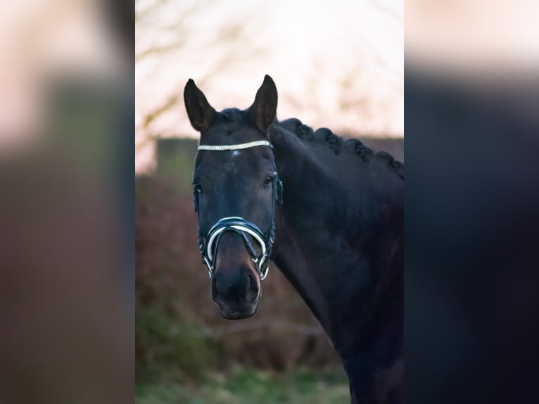 Oldenburger Ruin 8 Jaar 185 cm Zwartbruin in Wedel