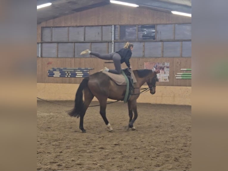 Oldenburger Ruin 8 Jaar 186 cm Bruin in Kirch Mummendorf