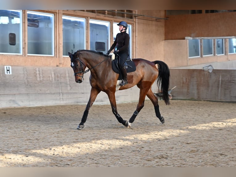 Oldenburger Ruin 8 Jaar 186 cm Bruin in Gossau ZH