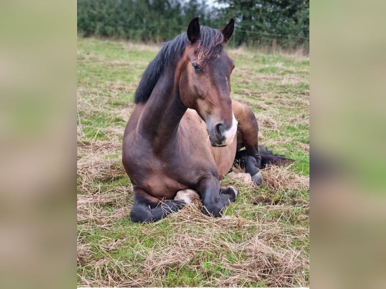 Oldenburger Mix Ruin 9 Jaar 161 cm Donkerbruin in Hohenfelde