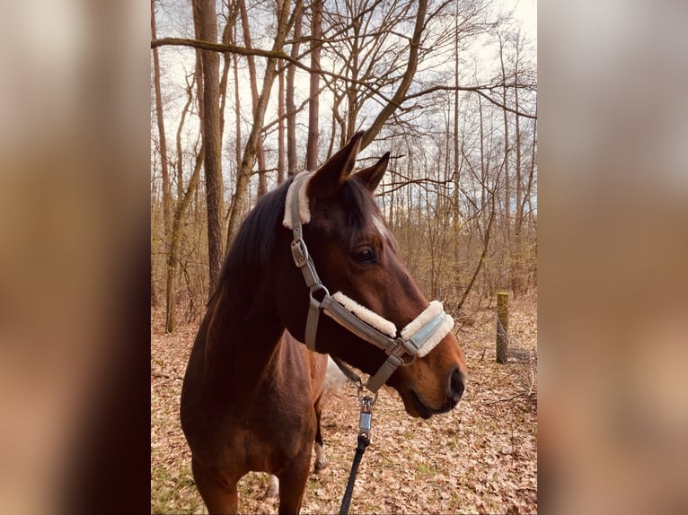 Oldenburger Ruin 9 Jaar 165 cm Bruin in Görlitz