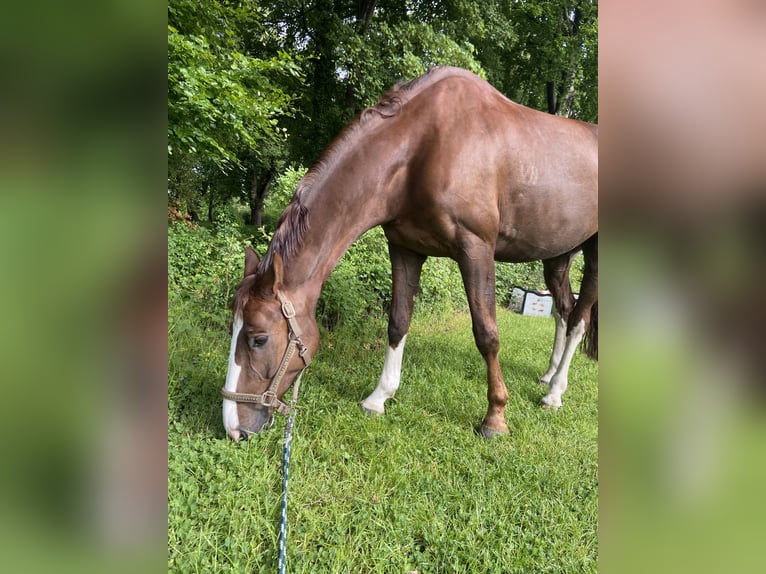 Oldenburger Ruin 9 Jaar 167 cm Donkere-vos in Osdorf