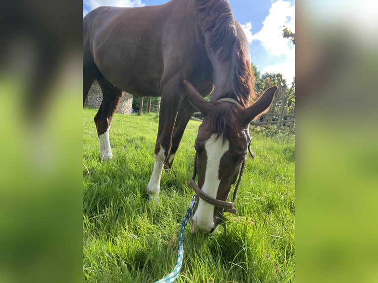 Oldenburger Ruin 9 Jaar 167 cm Donkere-vos in Osdorf