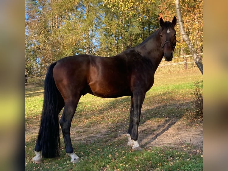 Oldenburger Ruin 9 Jaar 168 cm Bruin in Havlickuv Brod