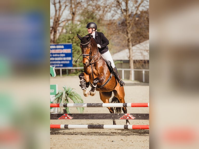 Oldenburger Ruin 9 Jaar 168 cm Bruin in Havlickuv Brod