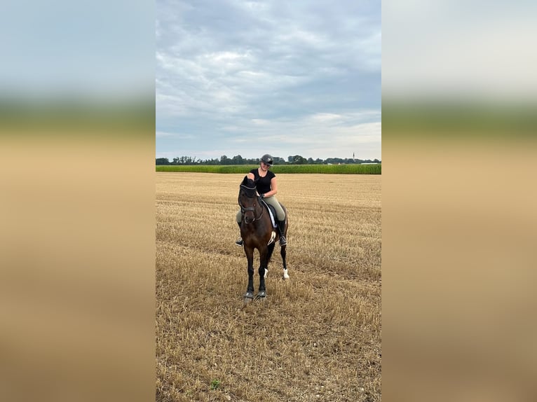 Oldenburger Ruin 9 Jaar 168 cm Donkerbruin in Denklingen
