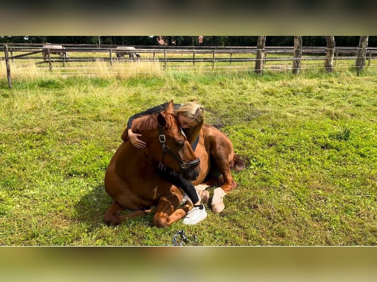 Oldenburger Ruin 9 Jaar 168 cm Vos in Rastede