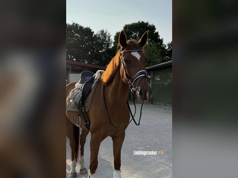 Oldenburger Ruin 9 Jaar 168 cm Vos in Rastede