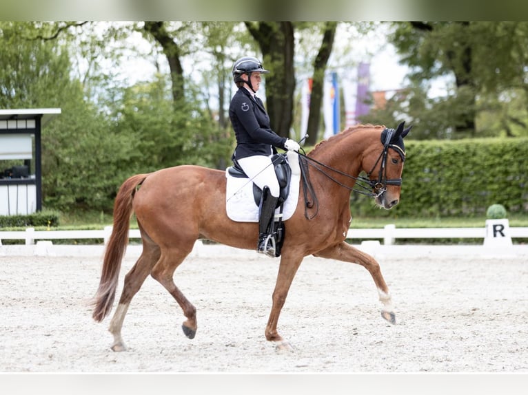 Oldenburger Ruin 9 Jaar 170 cm Vos in Dreieich