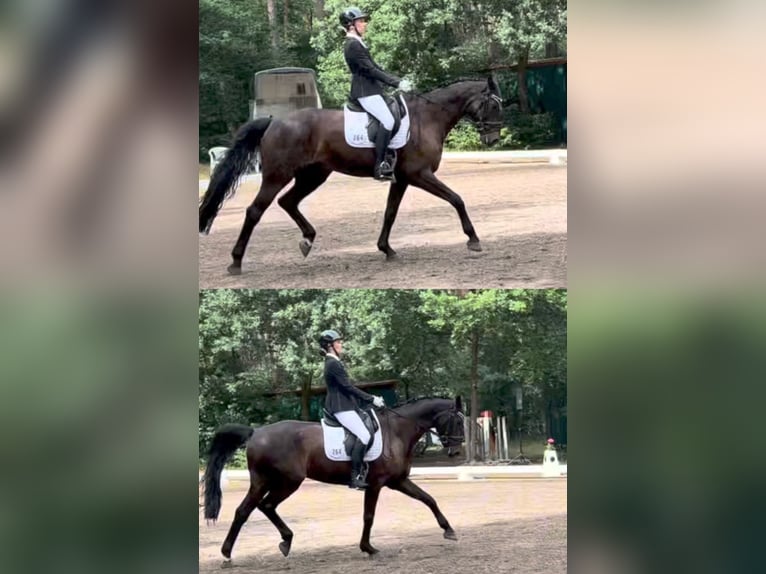 Oldenburger Ruin 9 Jaar 170 cm Zwartbruin in Wedemark