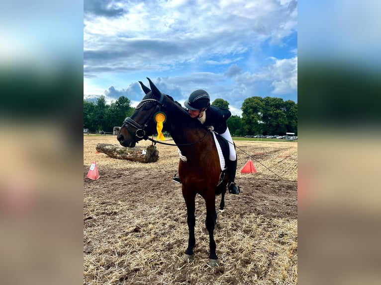 Oldenburger Ruin 9 Jaar 170 cm Zwartbruin in Wedemark