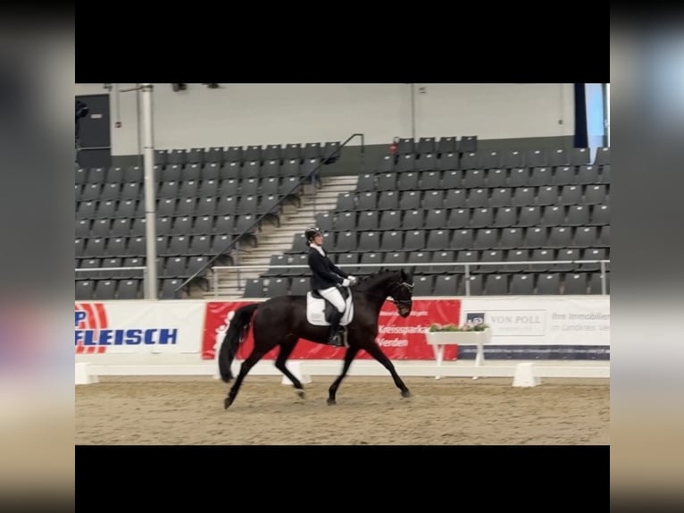 Oldenburger Ruin 9 Jaar 170 cm Zwartbruin in Wedemark