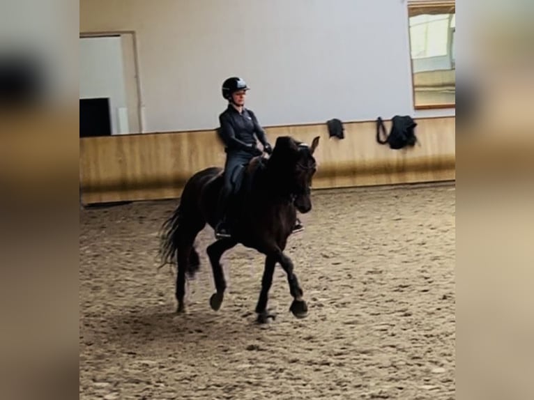 Oldenburger Ruin 9 Jaar 171 cm Donkere-vos in Hoisdorf